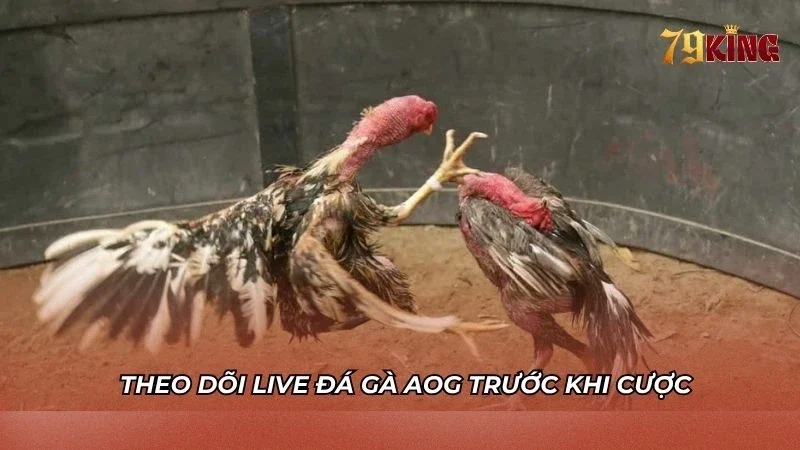 Theo dõi live HD trận đấu đá gà trước khi cược